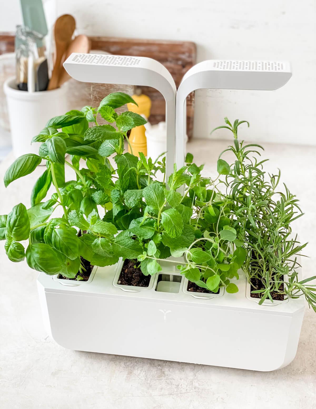 Indoor Herb Gardens in⁢ Kitchens promote⁢ freshness, adding flavor to ‍your dishes