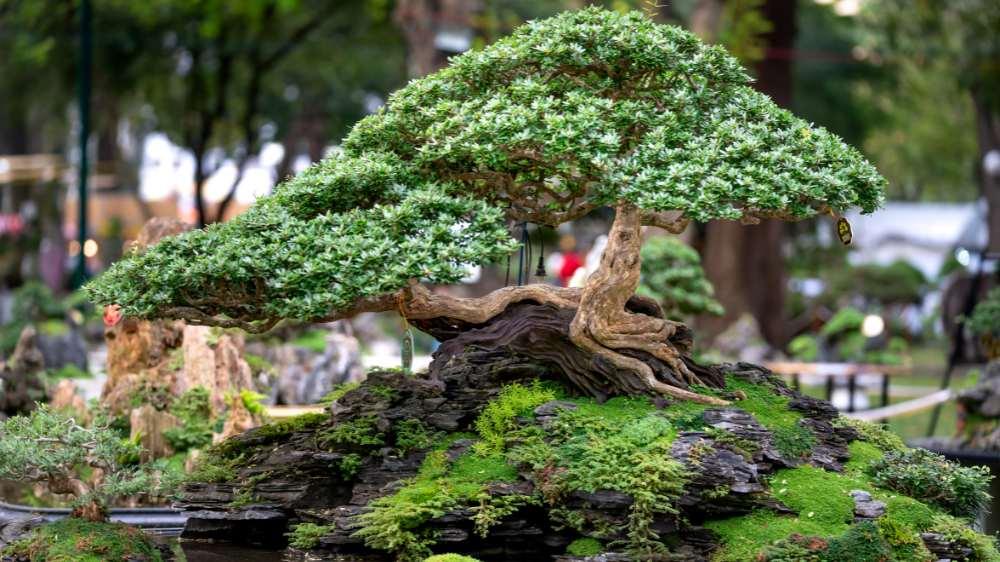 Graceful bonsai trees symbolize patience and cultivate‍ mindfulness within your Zen Garden