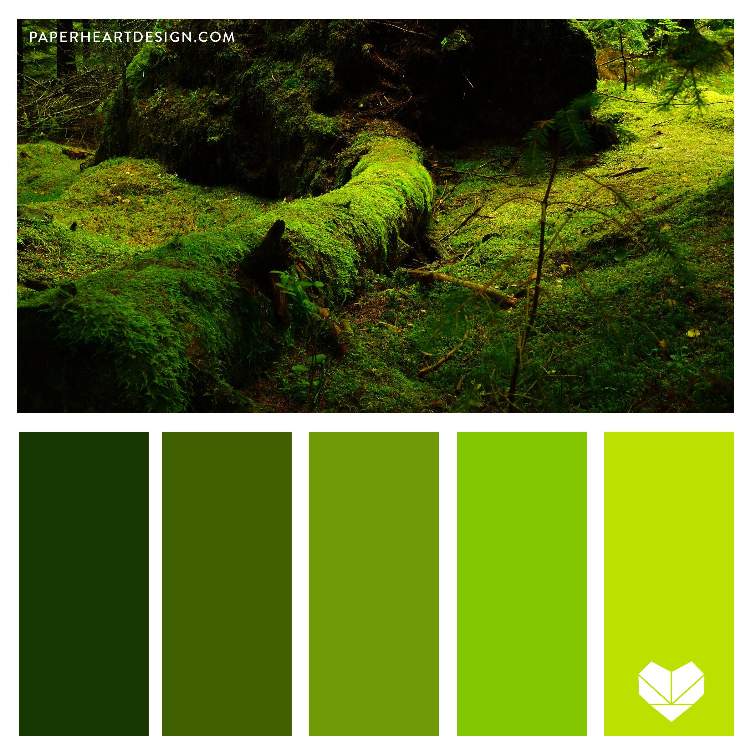 Create a color palette inspired by forest tones for a soothing effect