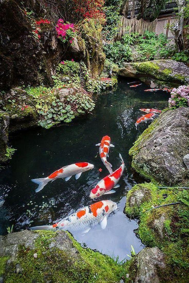 Colorful koi fish gracefully swim, embodying serenity in your ⁤Zen Garden pond