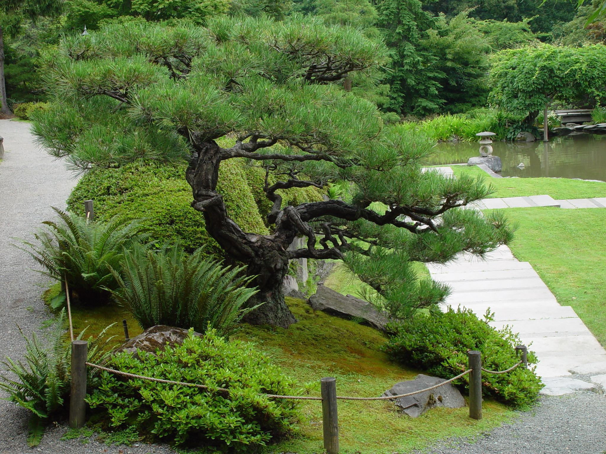 Create ‌shaded areas: Trees or canopies offer respite from the sun in your ⁣Zen⁣ Garden