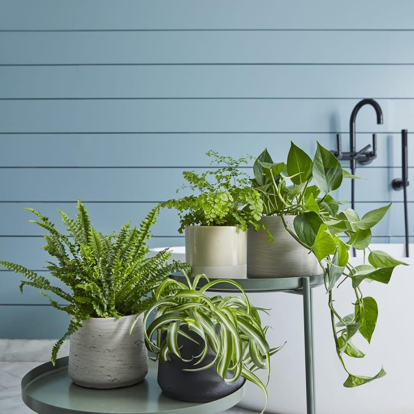 Personalize with small plants for a breath of life​ in narrow bathrooms