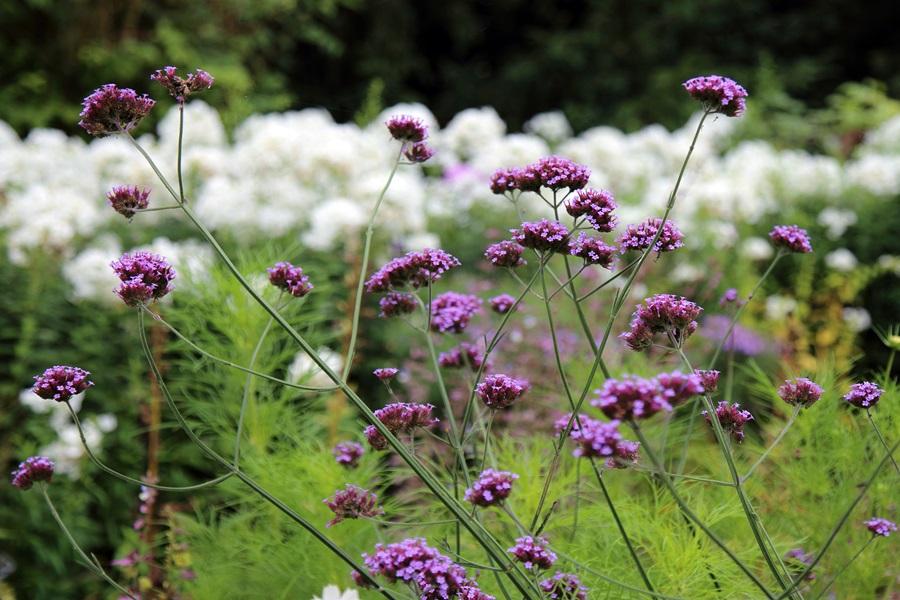 Incorporate wildlife-friendly ​plants in your pallet ⁣garden to ‍attract pollinators