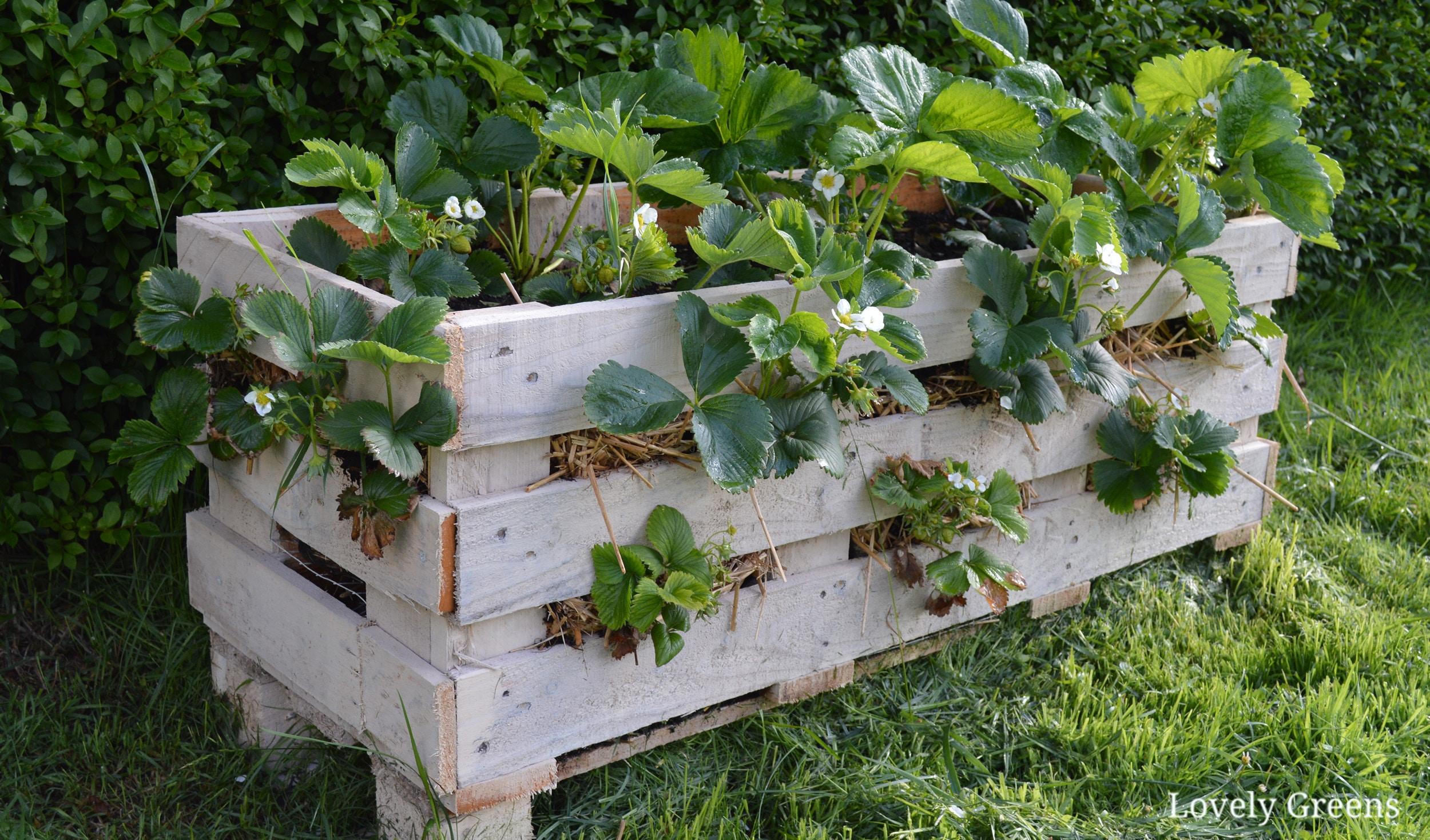 Edible ⁣Pallet Garden: Grow fresh vegetables in convenient pallet-lined rows for easy harvest