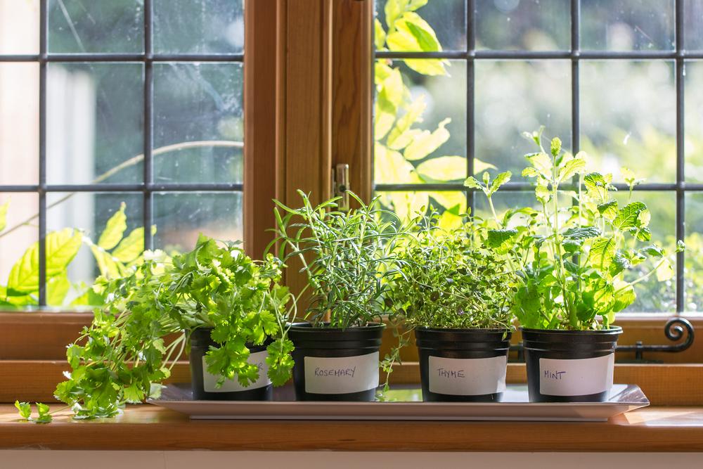 A lovely herb garden can thrive on your windowsill in the farmhouse kitchen