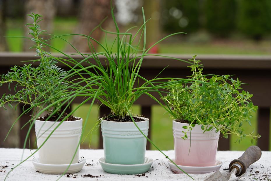 Create a mini herb garden for fresh flavors in your Eat-In Kitchen