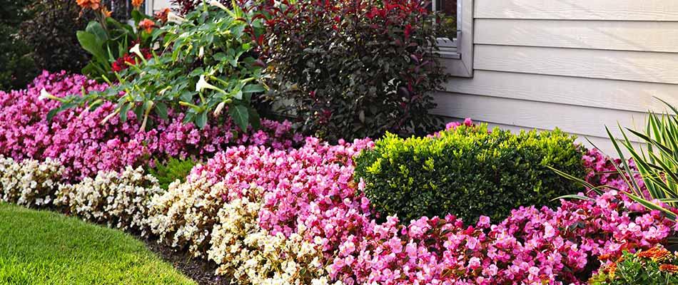 Choose seasonal blooms to keep your front yard landscaping colorful year-round