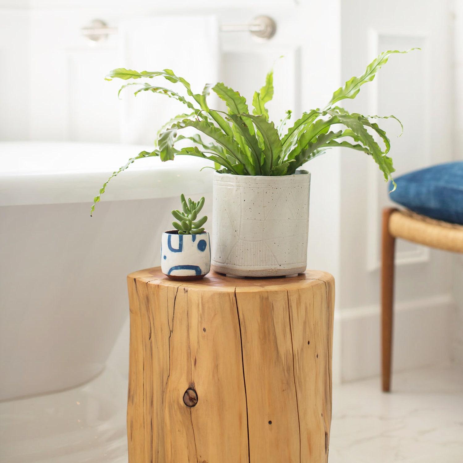 Indoor plants thrive in humidity,⁣ perfect for your‍ bathroom decor