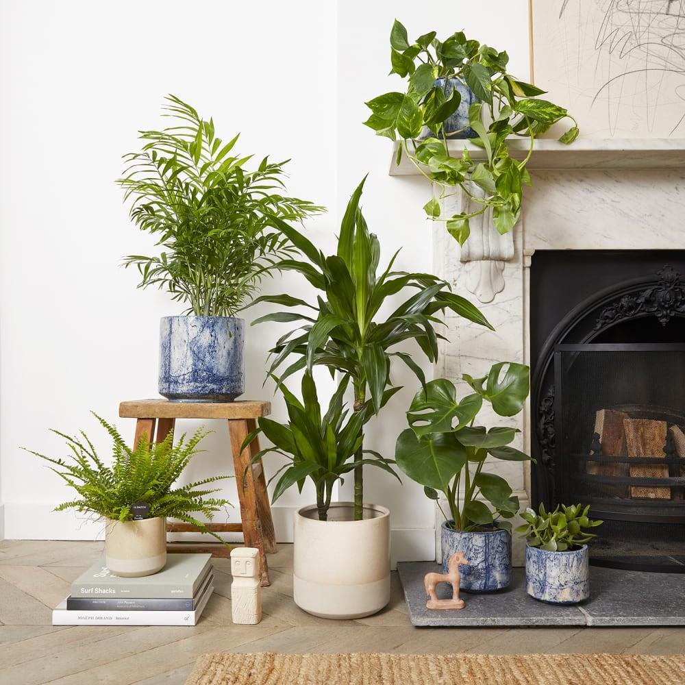 Add greenery with indoor plants for a refreshing living room atmosphere