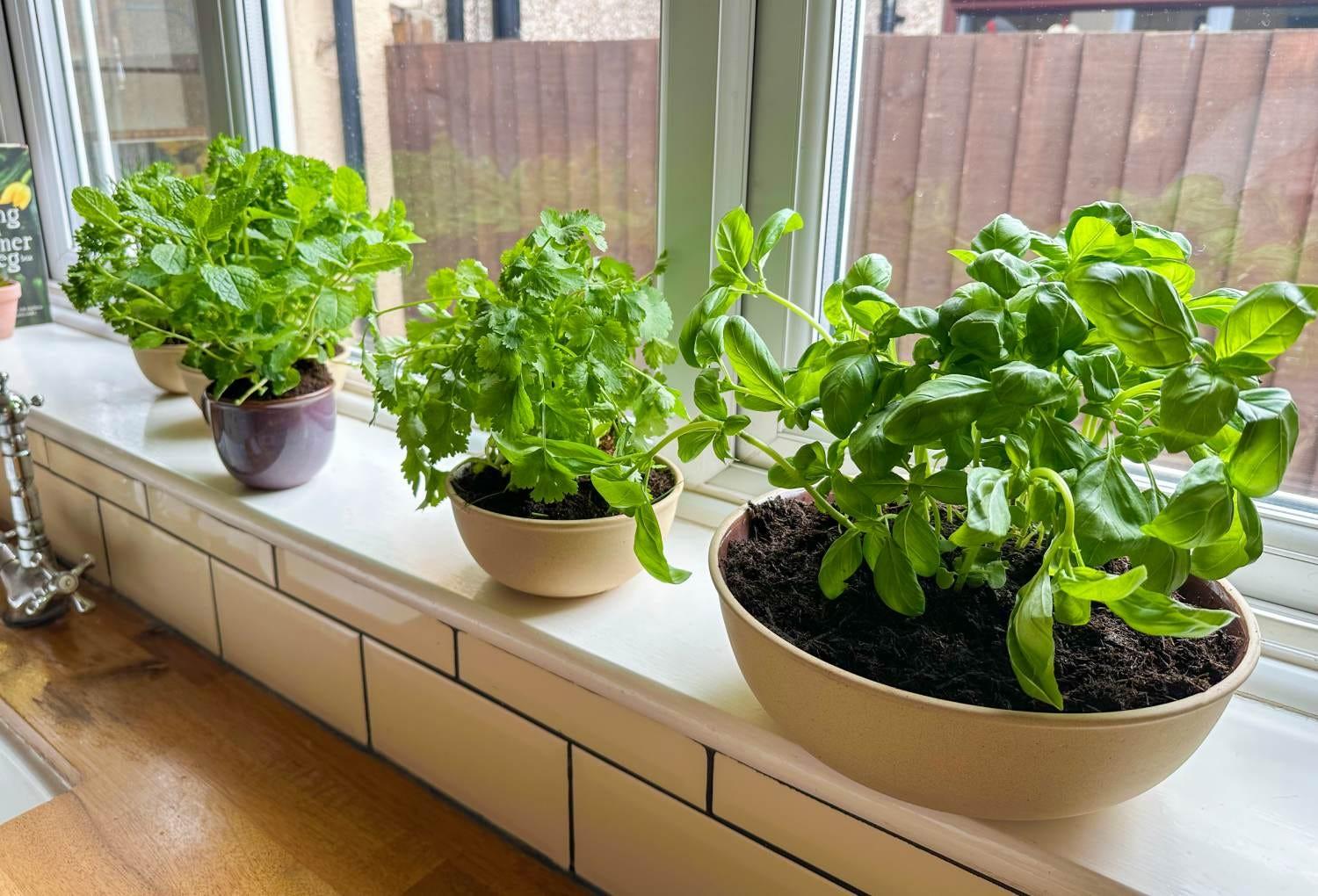 Fresh herbs on the windowsill to inspire cooking in your farmhouse kitchen