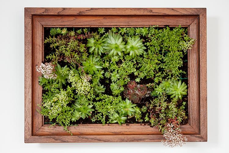 Use mesh and ⁣pallets to create a stunning vertical succulent garden⁢ display