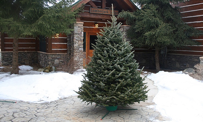 Up To 58% Off on Fresh-Cut Christmas Tree | Groupon Goo