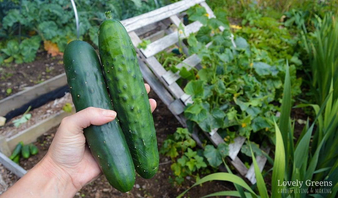 Introduce a ⁣pallet​ garden​ trellis for⁤ growing cucumbers and other climbers