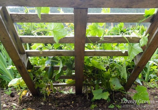 Pallet ​Garden with‍ Trellis: Add a trellis to support ⁢climbing plants⁣ in your pallet ​garden