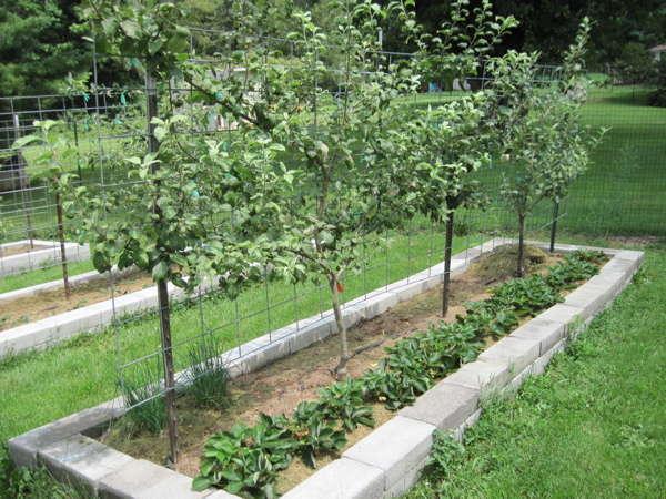 Create a⁤ mini orchard with fruit trees‍ to offer beauty and bounty in front⁣ yard landscaping