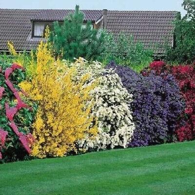 Add ‌colorful flowering bushes for bursts of color ‌in front yard landscaping