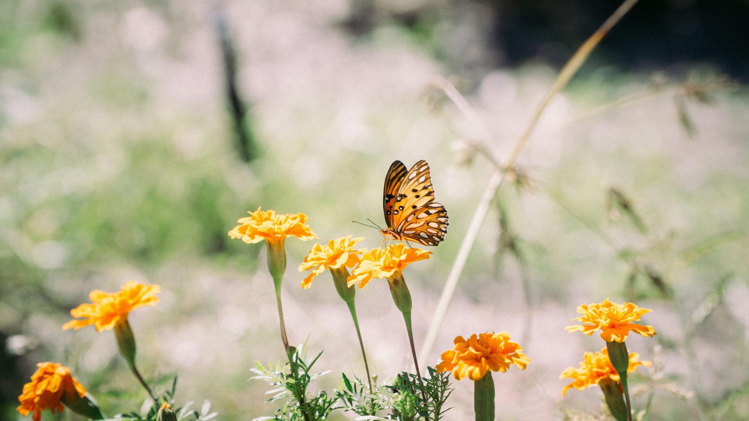 Create a butterfly garden to attract pollinators in your front yard‍ landscaping