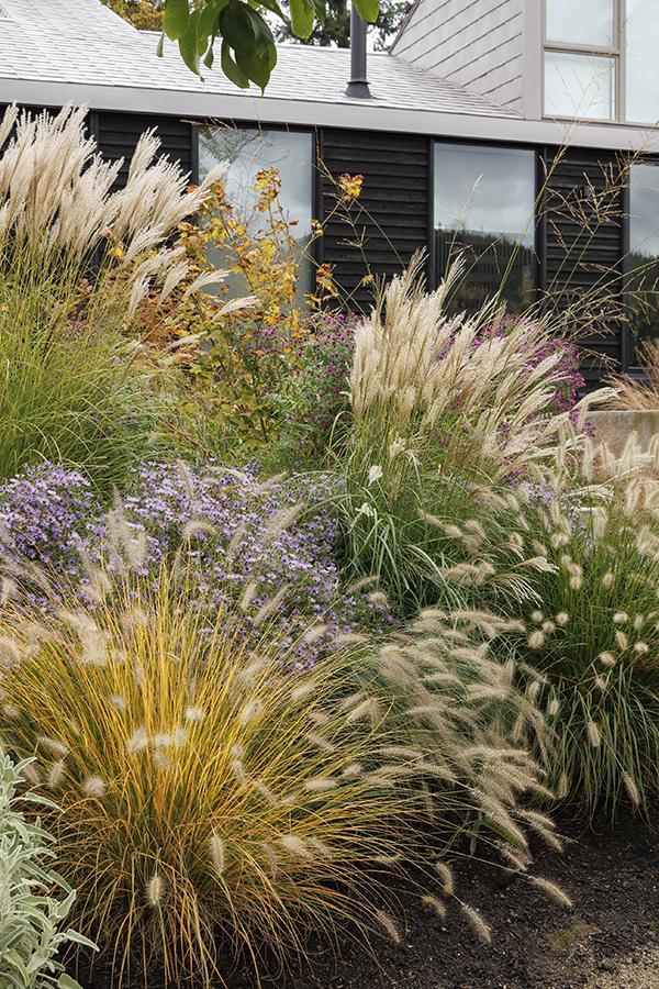 Use ornamental grasses for texture and movement in your front yard ​landscaping design