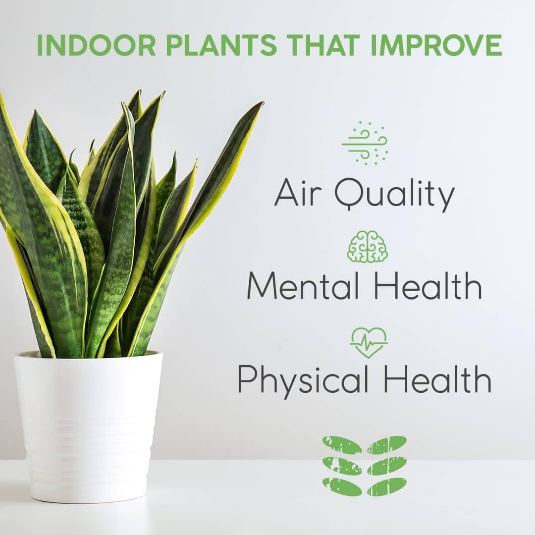 Bedroom⁤ Trend: Indoor ⁢plants enhancing air quality and aesthetics