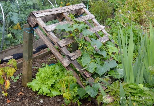 Combine pallets with trellises for a stunning climbing plants pallet garden