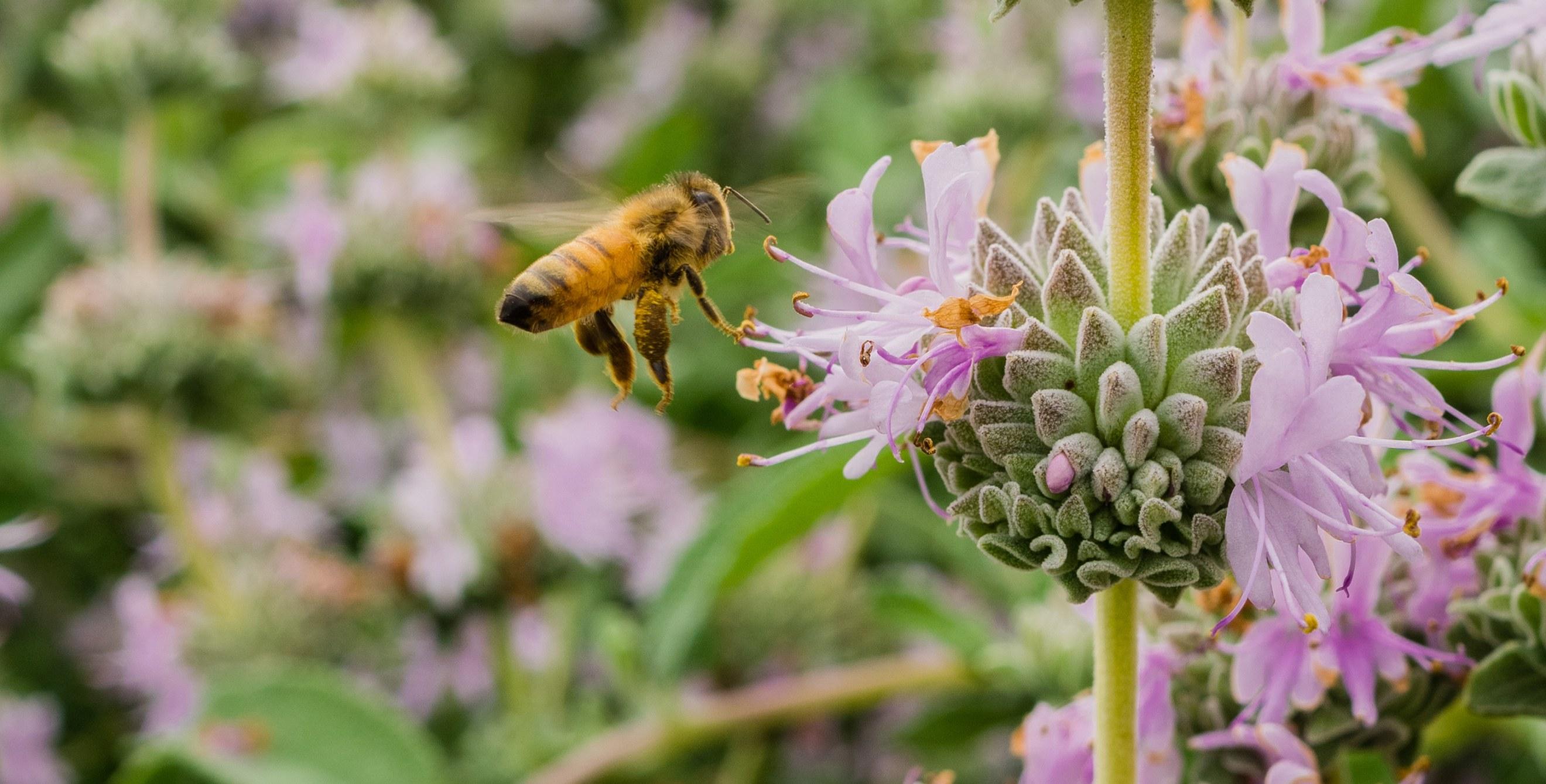 Design‍ a⁢ pollinator garden to attract bees and butterflies into your ‌front yard ⁤landscaping